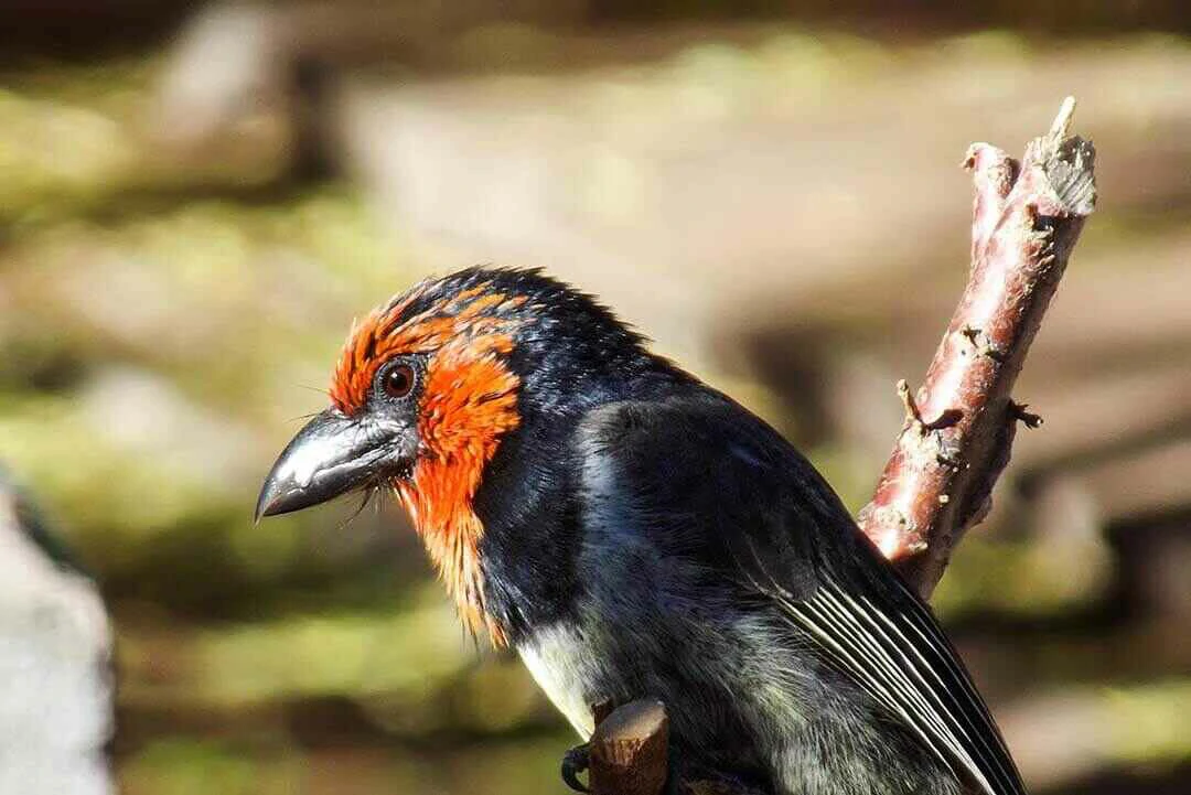 Black-collared barbet